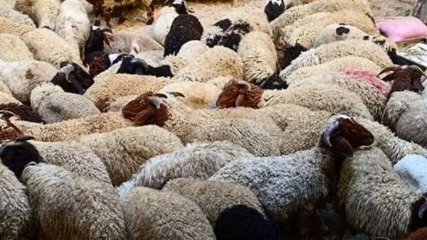 الأزهر يوضح حكم الانتفاع بجلد الأضحية أو بيعه