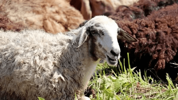 ما يستحب للمضحي فعله بالذبيحة قبل التضحية