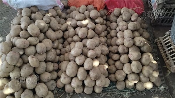تصدير أكثر من 30 ألف طن بطاطس وبصل خلال أسبوع