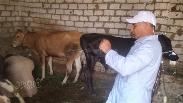 إنتاج لقاح محلي لمواجهة السلالة الجديدة من الحمى القلاعية