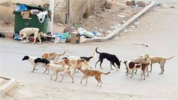 نقيب البيطريين يكشف مفاجأة بشأن ظاهرة انتشار الكلاب الضالة