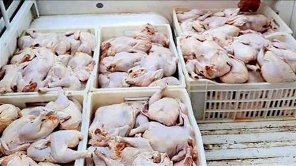 مباحث التموين بالغربية تضبط 1.7 طن دواجن فاسدة