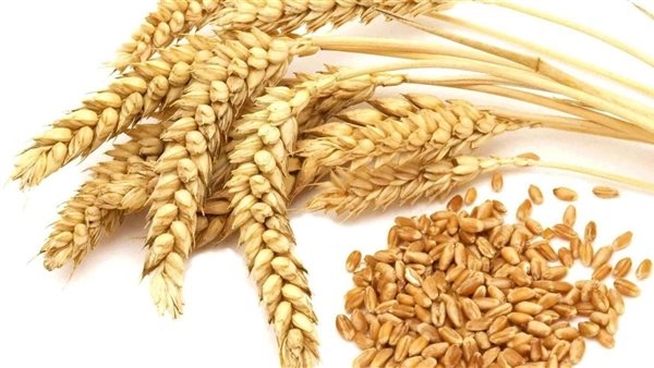 فوائد الشعير، يخلص الجسم من السموم ويقوي مناعتك
