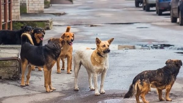 الرفق بالحيوان تكشف حقيقة وجود 30 مليون كلب ضال في مصر