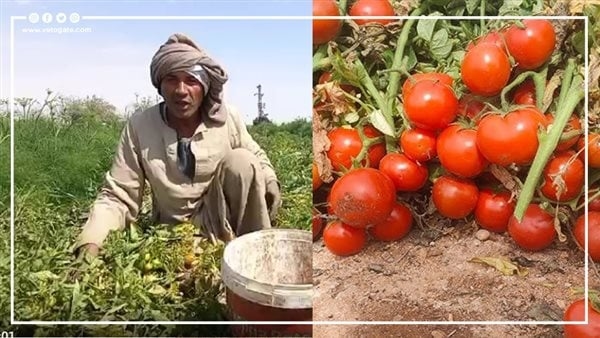 مركز تغير المناخ يكشف أكثر الفواكه تأثرا بالحرارة وسر صمود الطماطم (فيديو)