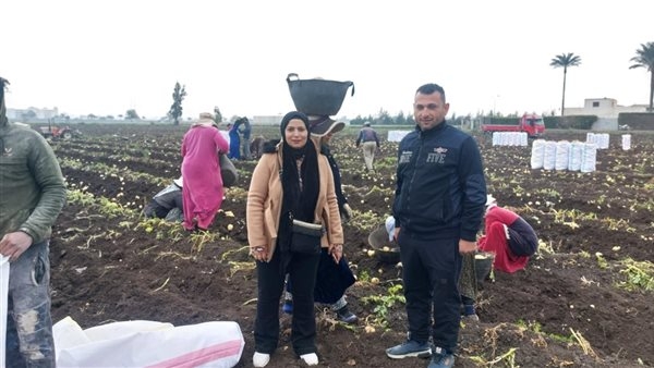 الكيلو بـ 4.5 جنيه، حصاد 54 ألف فدان بطاطس في الدقهلية (فيديو وصور)