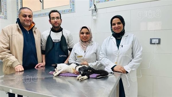 عملية جراحية دقيقة تنقذ حياة قط تعرض لحادث سيارة (صور)