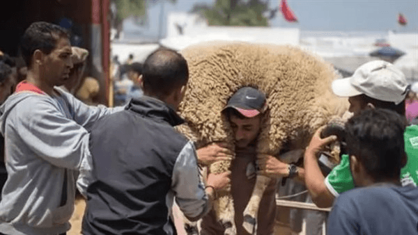 قرار منع ذبح الأضحية في المغرب يثير ضجة، والنشطاء: لا يجوز منع شعيرة دينية