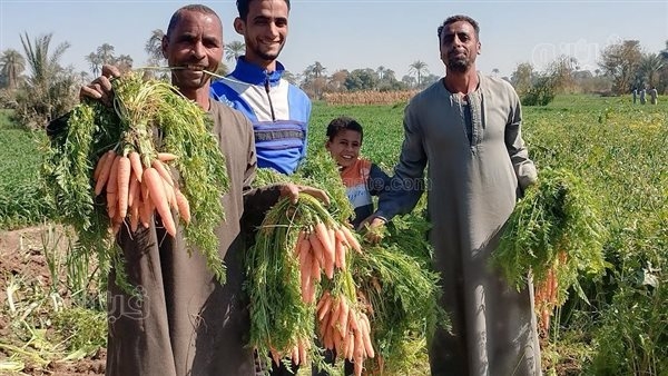 مزارعو الجزر في جزيرة مطيرة بقنا يطالبون بإنشاء مصنع للمربى (فيديو وصور)