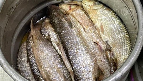 يصل لـ 500 جنيه، سعر كيلو الفسيخ قبل عيد الفطر