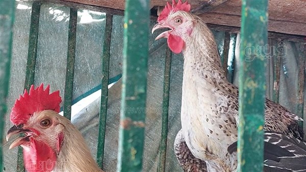 صحة الحيوان يستقبل 250 ألف عينة من مزارع الدواجن خلال ثاني أيام عيد الفطر