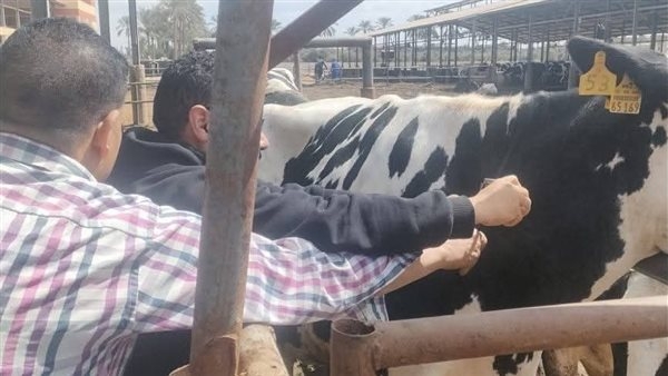 محافظ الإسماعيلية يتابع نشاط مديرية الطب البيطري للحفاظ على الثروة الحيوانية والداجنة