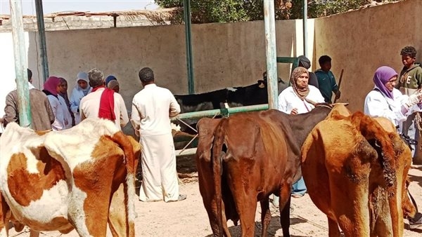 انطلاق حملة تحصين الثروة الحيوانية ضد الحمى القلاعية والوادى المتصدع بأسوان