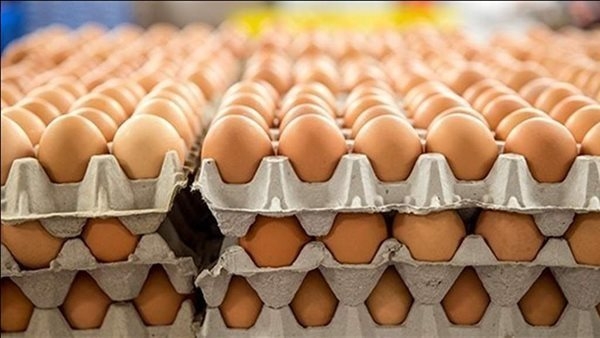 انهيار سعر البيض في الأسواق.. اتحاد منتجي الدواجن يوضح الأسباب وتوقعاته في شم النسيم.. وشعبة المواد الغذائية تزف بشرى بشأن أسعار اللحوم والدواجن