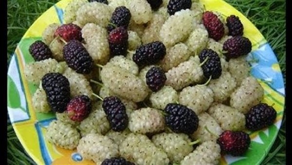 التوت ينظم السكر ويجدد شباب بشرتك ويخفض وزنك