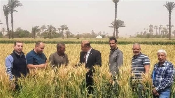 الجيزة تستعد لموسم حصاد القمح بتقديم كافة التيسيرات للمزارعين
