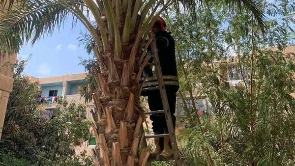 الحماية المدنية تنقذ قطة تسلقت نخلة بالشرقية (فيديو وصور)