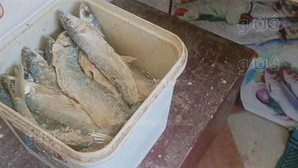 قبل شم النسيم، بيطري الأقصر يضبط 30 كيلو أسماك مملحة فاسدة