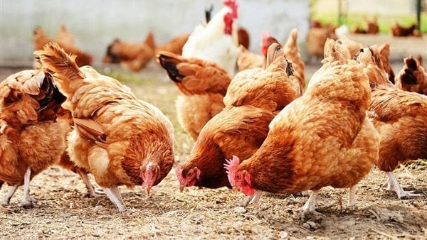 انخفاض جديد في سعر الفراخ اليوم السبت 12 يوليو 2025