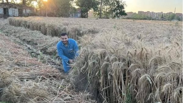 التموين: استيراد نحو 1.2 مليون طن قمح