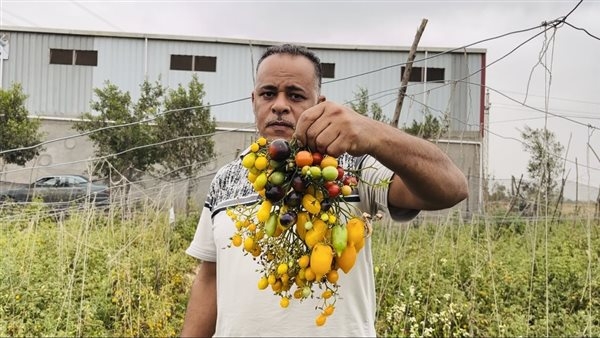أغلاهم البلاك شيري، شاب يزرع أنواعا نادرة من الطماطم في البحيرة (فيديو وصور)