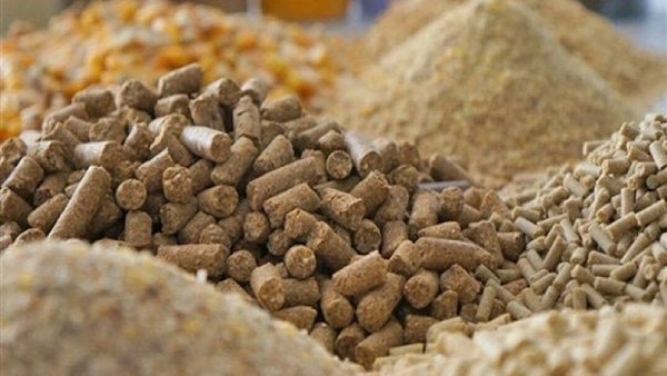 طن الذرة بـ 14100 جنيه، أسعار الأعلاف والحبوب اليوم في الأسواق