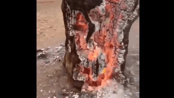 ظاهرة احتراق أشجار إسرائيل من داخلها تثير الفزع، والنشطاء: معجزة وغضب من الله (فيديو)