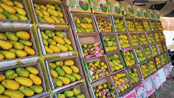 لعشاق ملكة الفواكه الصيفية، أسعار المانجو اليوم في سوق العبور