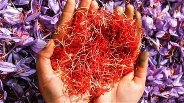 الذهب الأحمر أغلى التوابل في العالم يخفض الضغط ويهدئ المعدة
