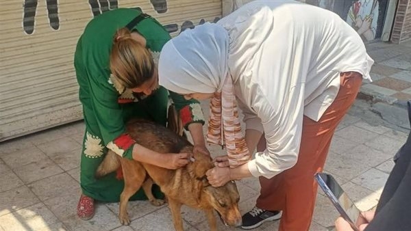 بيطري الإسماعيلية يحصن الكلاب الضالة ضد السعار بقرية النورس (صور)