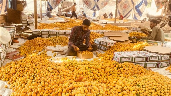 اسم "براند" والمذاق ما بيكدبش، قرية العمار بالقليوبية قبلة تجار مصر بموسم حصاد المشمش (فيديو وصور)