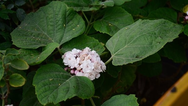 عطر ناعم يخطف الأنفاس، كليرودندرم تشينينس نبتة نادرة تبهر زوار معرض الزهور (صور)