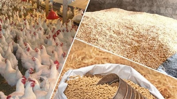 ارتفاع الردة والذرة البيضاء، أسعار الأعلاف والحبوب اليوم الأحد في الأسواق