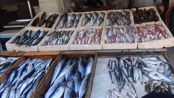 أسعار السمك اليوم في السبت، البلطي يواصل استقراره والجمبري يبدأ من 160 جنيها