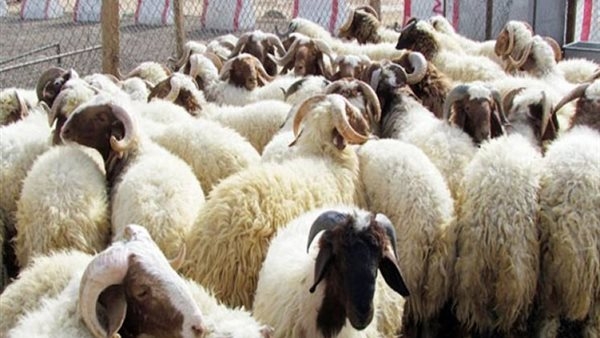 خدمة توصيل الأضاحي تتصدر المشهد مع قرب حلول العيد.. البرقي الأكثر طلبا بالأسواق.. وهذه أسعار الخروف «دليفري» في السلاسل الغذائية