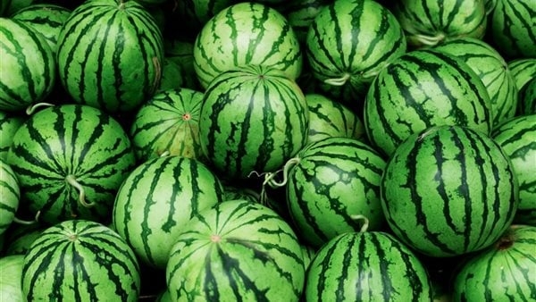 موسم البطيخ 2025.. اختلاف في الأنواع والأسعار.. عروض تبدأ من 20 جنيهًا وتصل إلى 1120.. إقبال على الأحجام الصغيرة لتجنب الهرمونات.. والأصفر يلفت الأنظار