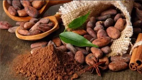 فوائد الكاكاو، ينقص الوزن ويخفض ضغط الدم ويقوى المناعة