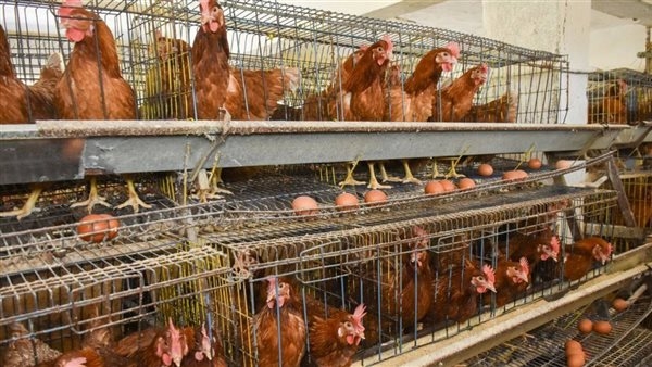 تراجع مفاجئ في أسعار الدواجن اليوم الثلاثاء 20-5-2025 بمحافظة الفيوم