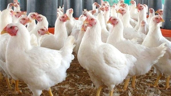 أسعار الدواجن اليوم الأحد 18-5-2025 في الفيوم
