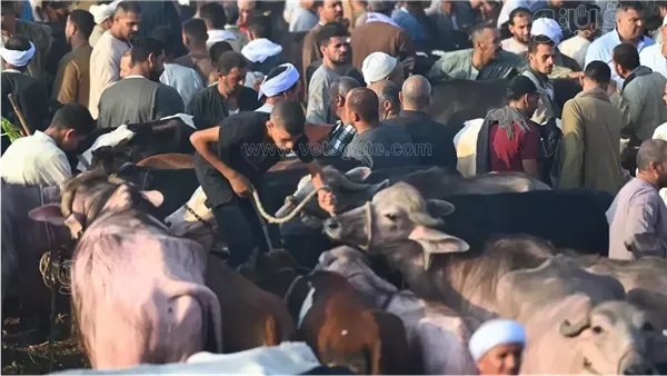 أحدث أسعار أضاحي العيد من العجول والخرفان والجديان وتكلفة الذبح