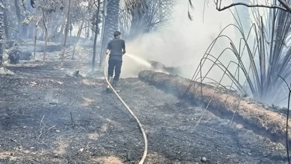إخماد حريق بمزرعة نخيل في الوادي الجديد
