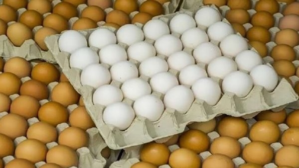 انخفاض الأحمر، أسعار البيض اليوم الأربعاء 21 مايو 2025