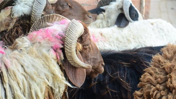 الأوقاف تشارك الصحة لتصحيح السلوكيات أثناء عيد الأضحى