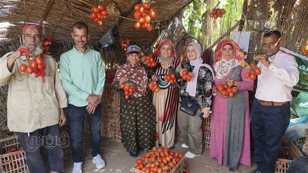 العناقيد الحمراء تزين الحقول، فرحة مزارعي الدقهلية بجني الطماطم و"لوجي" هتغرق السوق (فيديو وصور)