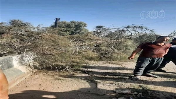 سقطت عليه أثناء مروره، شجرة مشتعلة تنهي حياة خمسيني بالشرقية
