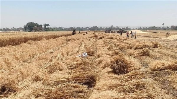 الانتهاء من حصاد 188 ألف فدان قمح بأسيوط وتوريد 147 ألف طن