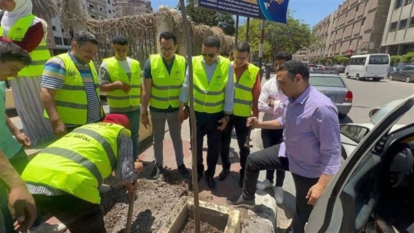 زراعة 60 شجرة بونسيانا على كورنيش بحر مويس بالزقازيق
