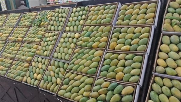تبدأ من 25 جنيهًا، تعرف على أسعار 8 أصناف من المانجو في سوق العبور