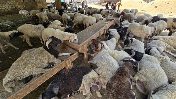 210 جنيهات للكيلو القائم، أسعار الخراف في سوق السيدة زينب (فيديو وصور)