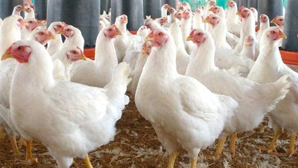 أسعار الدواجن اليوم الثلاثاء 27-5-2025 في محافظة الفيوم